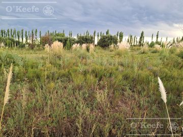 Oportunidad  Venta de 2 Fincas aledañas en Cañada Seca , San Rafael , Mendoza. Frutihorticola, Forrajes, Turismo,