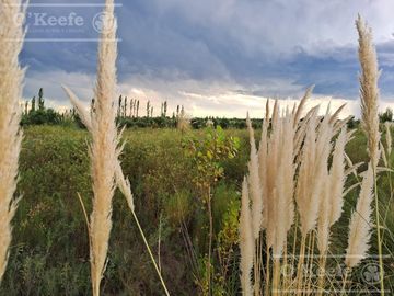 Oportunidad  Venta de 2 Fincas aledañas en Cañada Seca , San Rafael , Mendoza. Frutihorticola, Forrajes, Turismo,