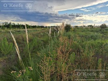 Oportunidad  Venta de 2 Fincas aledañas en Cañada Seca , San Rafael , Mendoza. Frutihorticola, Forrajes, Turismo,