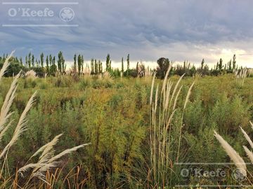 Oportunidad  Venta de 2 Fincas aledañas en Cañada Seca , San Rafael , Mendoza. Frutihorticola, Forrajes, Turismo,