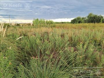 Oportunidad  Venta de 2 Fincas aledañas en Cañada Seca , San Rafael , Mendoza. Frutihorticola, Forrajes, Turismo,