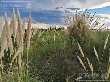 Oportunidad  Venta de 2 Fincas aledañas en Cañada Seca , San Rafael , Mendoza. Frutihorticola, Forrajes, Turismo,