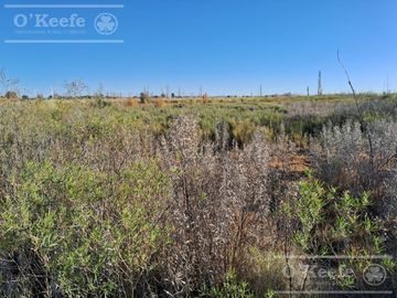Oportunidad  Venta de 2 Fincas aledañas en Cañada Seca , San Rafael , Mendoza. Frutihorticola, Forrajes, Turismo,