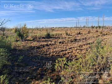 Oportunidad  Venta de 2 Fincas aledañas en Cañada Seca , San Rafael , Mendoza. Frutihorticola, Forrajes, Turismo,