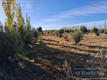 Oportunidad  Venta de 2 Fincas aledañas en Cañada Seca , San Rafael , Mendoza. Frutihorticola, Forrajes, Turismo,