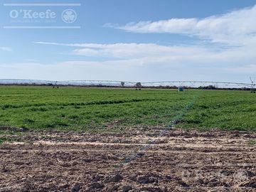 Campo en venta 1400 has en fracciones Zapata, Mendoza. Apto Cultivos Extensivos !!!