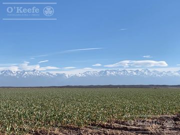 Campo en venta 1400 has en fracciones Zapata, Mendoza. Apto Cultivos Extensivos !!!