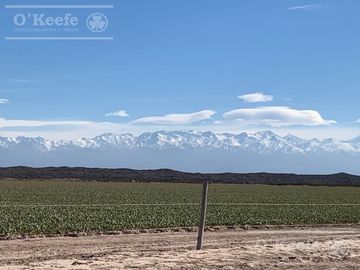 Campo en venta 1400 has en fracciones Zapata, Mendoza. Apto Cultivos Extensivos !!!