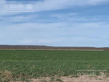 Campo en venta 1400 has en fracciones Zapata, Mendoza. Apto Cultivos Extensivos !!!
