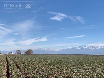 Campo en venta 1400 has en fracciones Zapata, Mendoza. Apto Cultivos Extensivos !!!
