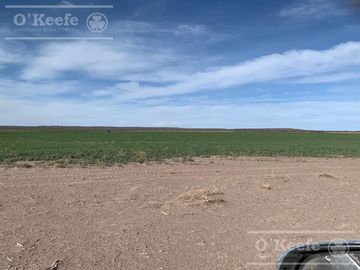 Campo en venta 1400 has en fracciones Zapata, Mendoza. Apto Cultivos Extensivos !!!