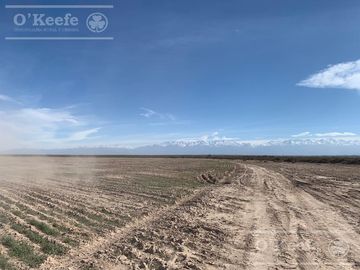 Campo en venta 1400 has en fracciones Zapata, Mendoza. Apto Cultivos Extensivos !!!
