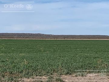 Campo en venta 1400 has en fracciones Zapata, Mendoza. Apto Cultivos Extensivos !!!