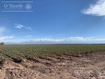 Campo en venta 1400 has en fracciones Zapata, Mendoza. Apto Cultivos Extensivos !!!