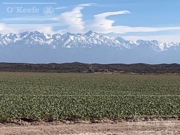 Campo en venta 1400 has en fracciones Zapata, Mendoza. Apto Cultivos Extensivos !!!