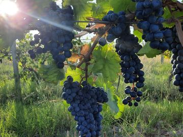Finca de 15 Ha. en Las Paredes con viñedos orgánicos y vistas únicas