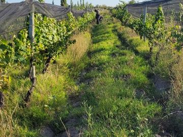 Finca de 15 Ha. en Las Paredes con viñedos orgánicos y vistas únicas
