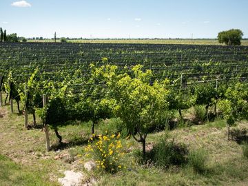 Finca de 15 Ha. en Las Paredes con viñedos orgánicos y vistas únicas