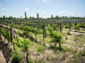 Finca de 15 Ha. en Las Paredes con viñedos orgánicos y vistas únicas