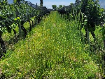 Finca de 15 Ha. en Las Paredes con viñedos orgánicos y vistas únicas