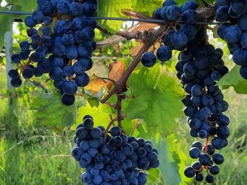 Finca de 15 Ha. en Las Paredes con viñedos orgánicos y vistas únicas