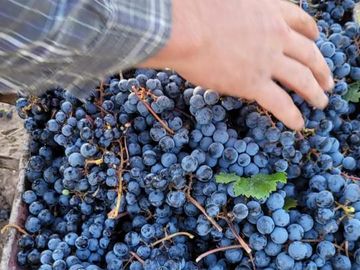 Finca de 15 Ha. en Las Paredes con viñedos orgánicos y vistas únicas