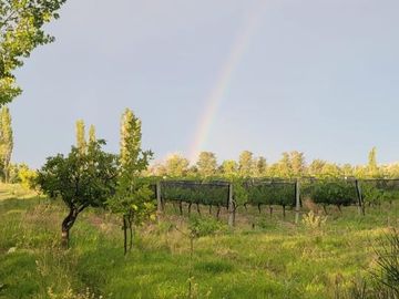 Finca de 15 Ha. en Las Paredes con viñedos orgánicos y vistas únicas