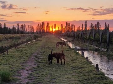 Finca de 15 Ha. en Las Paredes con viñedos orgánicos y vistas únicas