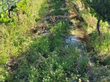 Finca de 15 Ha. en Las Paredes con viñedos orgánicos y vistas únicas