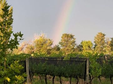Finca de 15 Ha. en Las Paredes con viñedos orgánicos y vistas únicas