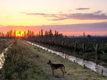 Finca de 15 Ha. en Las Paredes con viñedos orgánicos y vistas únicas