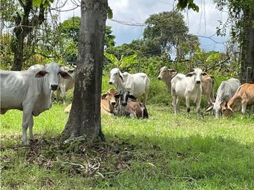 SE VENDE FINCA EN ALCALA  CON 8 CUADRAS