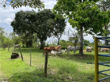 SE VENDE FINCA EN ALCALA  CON 8 CUADRAS