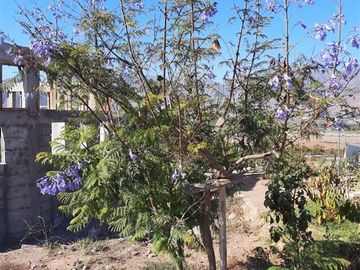 Parcela en Venta en Las Rojas, La Serena