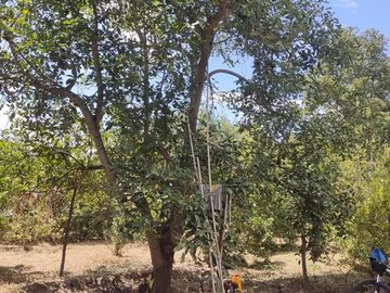 Venta Quinta Guayllabamba con árboles frutales