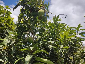 Venta Quinta Guayllabamba con árboles frutales