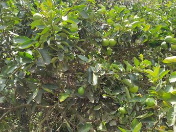 Venta Quinta Guayllabamba con árboles frutales