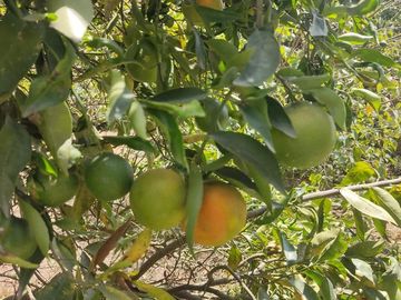Venta Quinta Guayllabamba con árboles frutales