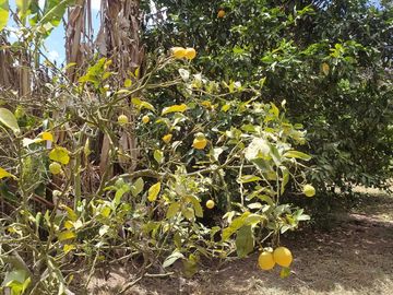 Venta Quinta Guayllabamba con árboles frutales