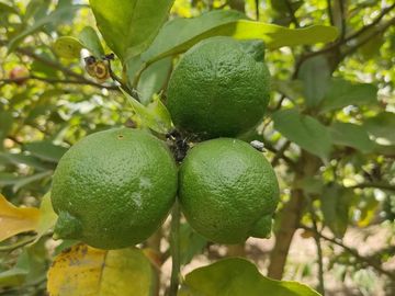Venta Quinta Guayllabamba con árboles frutales