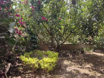 Venta Quinta Guayllabamba con árboles frutales
