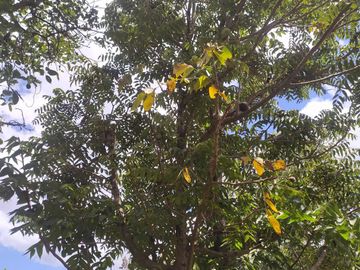 Venta Quinta Guayllabamba con árboles frutales