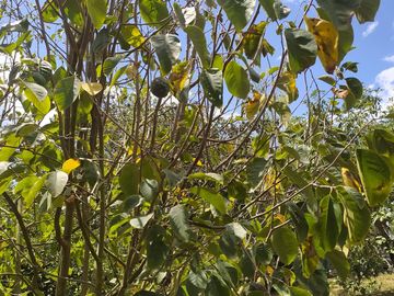 Venta Quinta Guayllabamba con árboles frutales