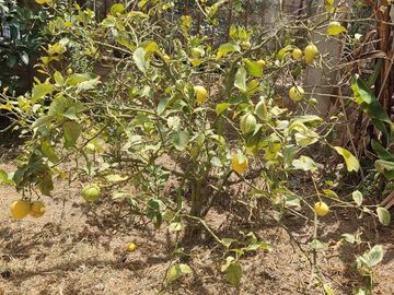 Venta Quinta Guayllabamba con árboles frutales