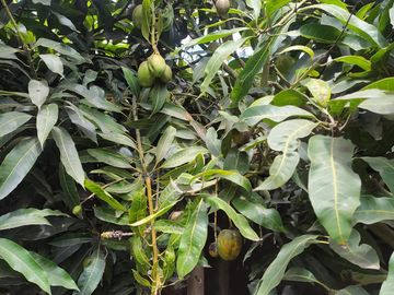Venta Quinta Guayllabamba con árboles frutales