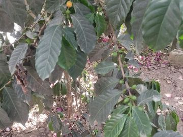 Venta Quinta Guayllabamba con árboles frutales