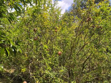 Venta Quinta Guayllabamba con árboles frutales