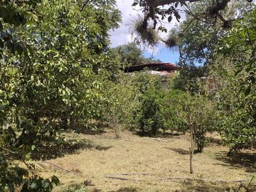 Venta Quinta Guayllabamba con árboles frutales
