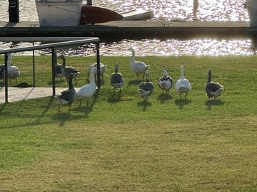 Venta Departamento en la ISLA DEL CANAL, NORDELTA frente al río