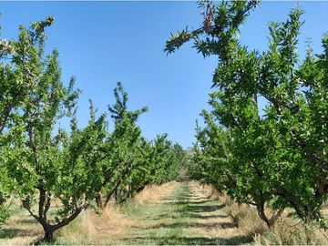Campo - Caleu Caleu